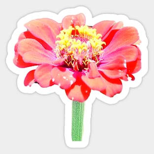 Zinnia Sticker